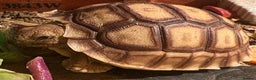 Tortoise reptiles for sale: Sulcata tortoise - Advert 5