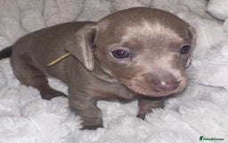 Miniature Dachshund dogs for sale: kc miniature dachshunds  - Image 5