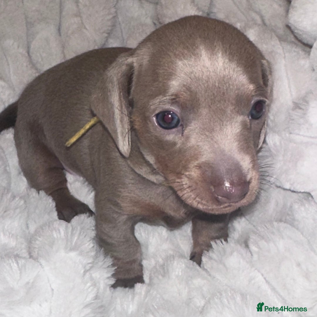 Miniature Dachshund dogs for sale: kc miniature dachshunds  - Image 5