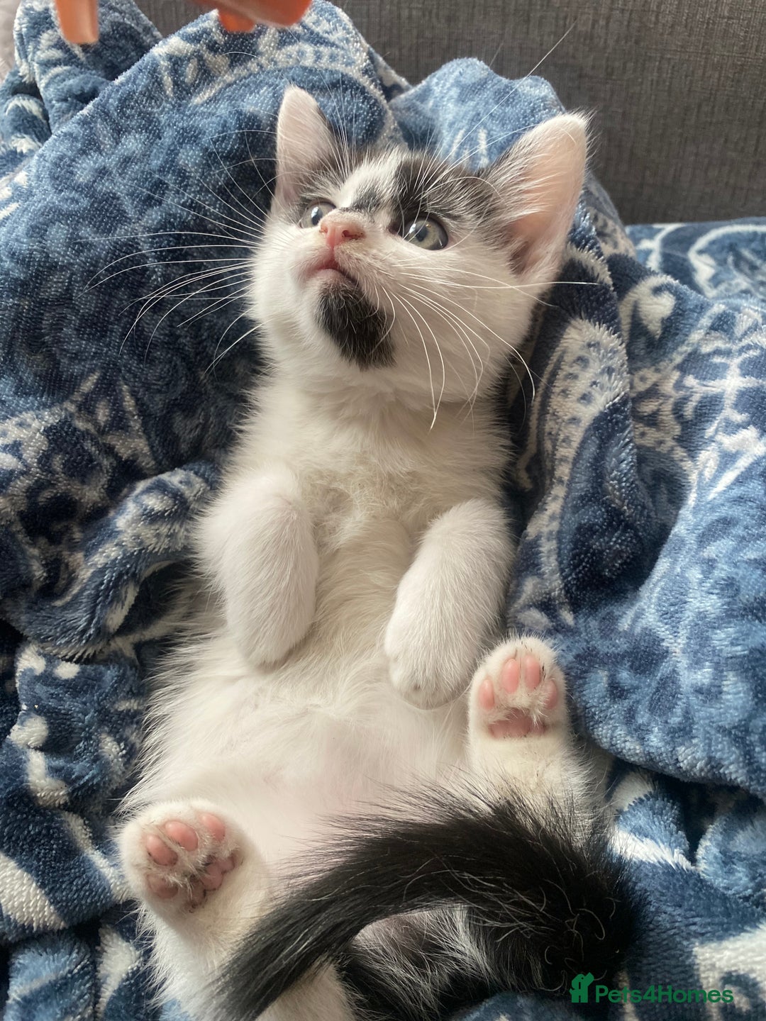 Mixed Breed cats for sale: beautiful kittens❤️ - Image 8