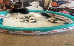 Mixed Breed dogs for sale: Beautiful Pomchon puppies FOR SALE - Image 1