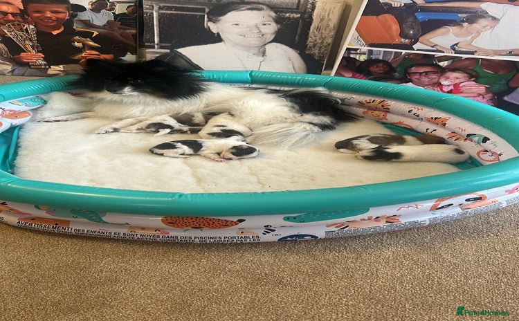 Mixed Breed dogs - Advert 1