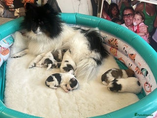 Mixed Breed dogs - Advert 3