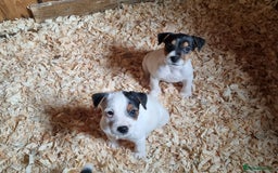 Jack Russell dogs for sale: True to type jackrussell pups  - Image 5