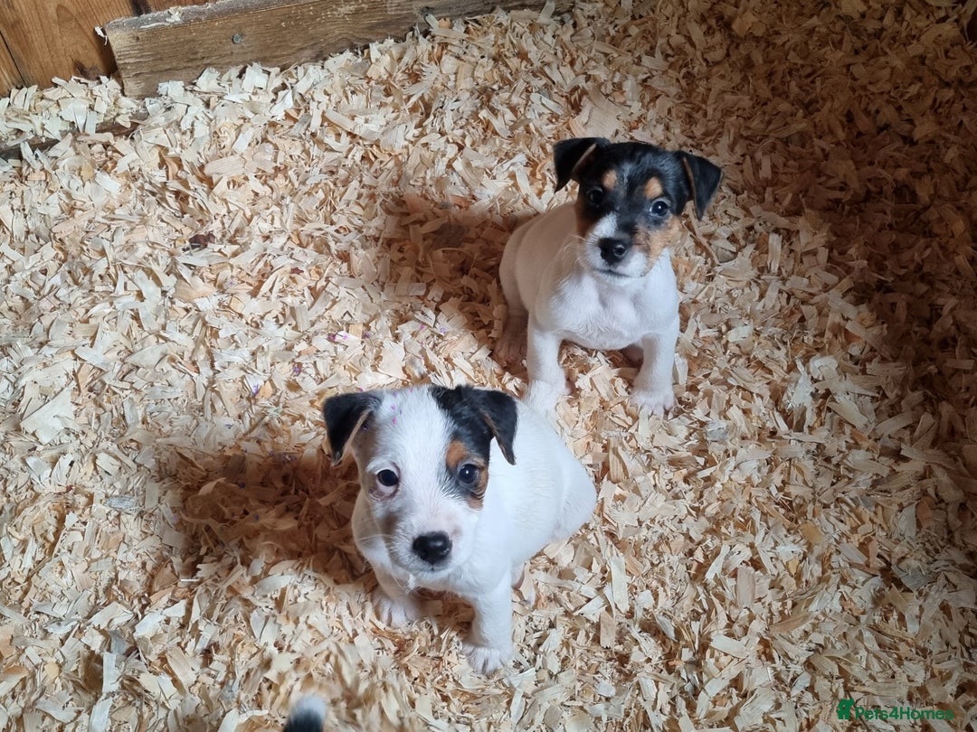 Jack Russell dogs for sale: True to type jackrussell pups  - Image 5