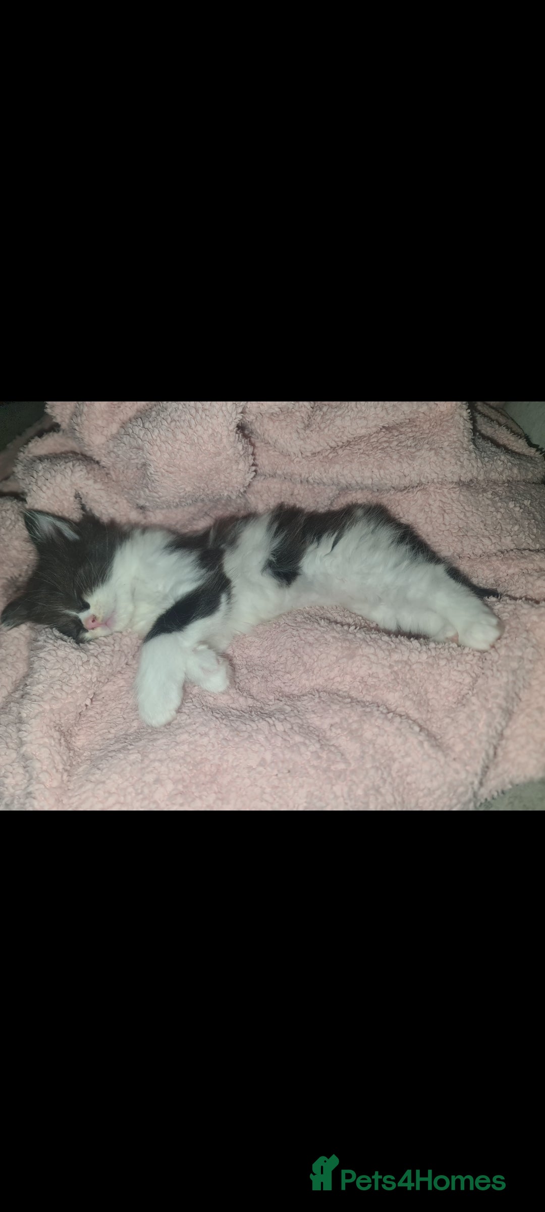 Devon Rex cats for sale: Stunning half devon rex kittens  - Image 11