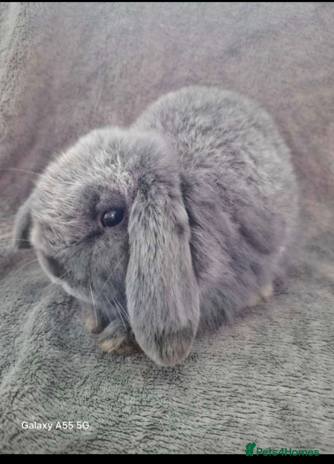 Mini Lop rabbits Smoke grey Mini lop - Advert 9