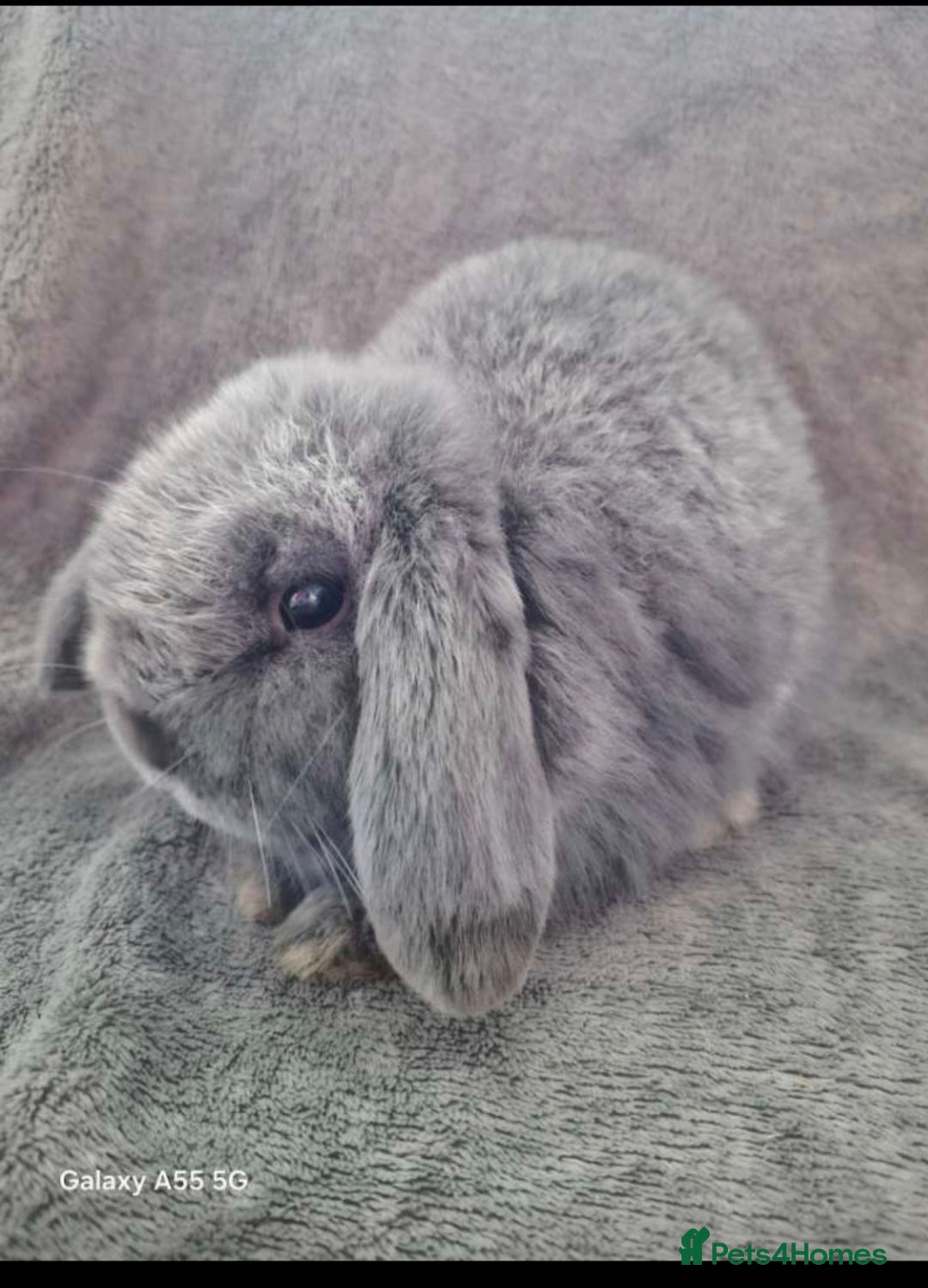 Mini Lop rabbits for sale: Smoke grey Mini lop - Advert 1