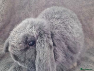 Mini Lop rabbits Smoke grey Mini lop - Advert 1