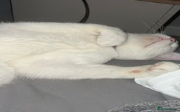 British Longhair cats for sale: White male cat  - Image 7
