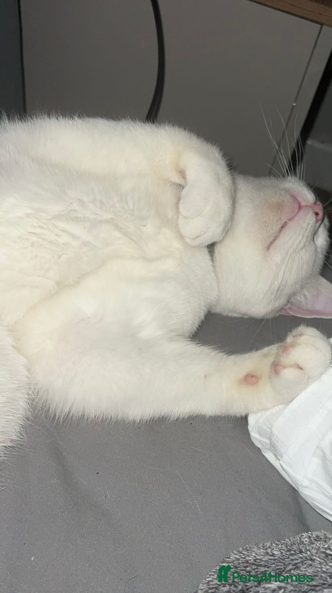 British Longhair cats for sale: White male cat  - Image 7