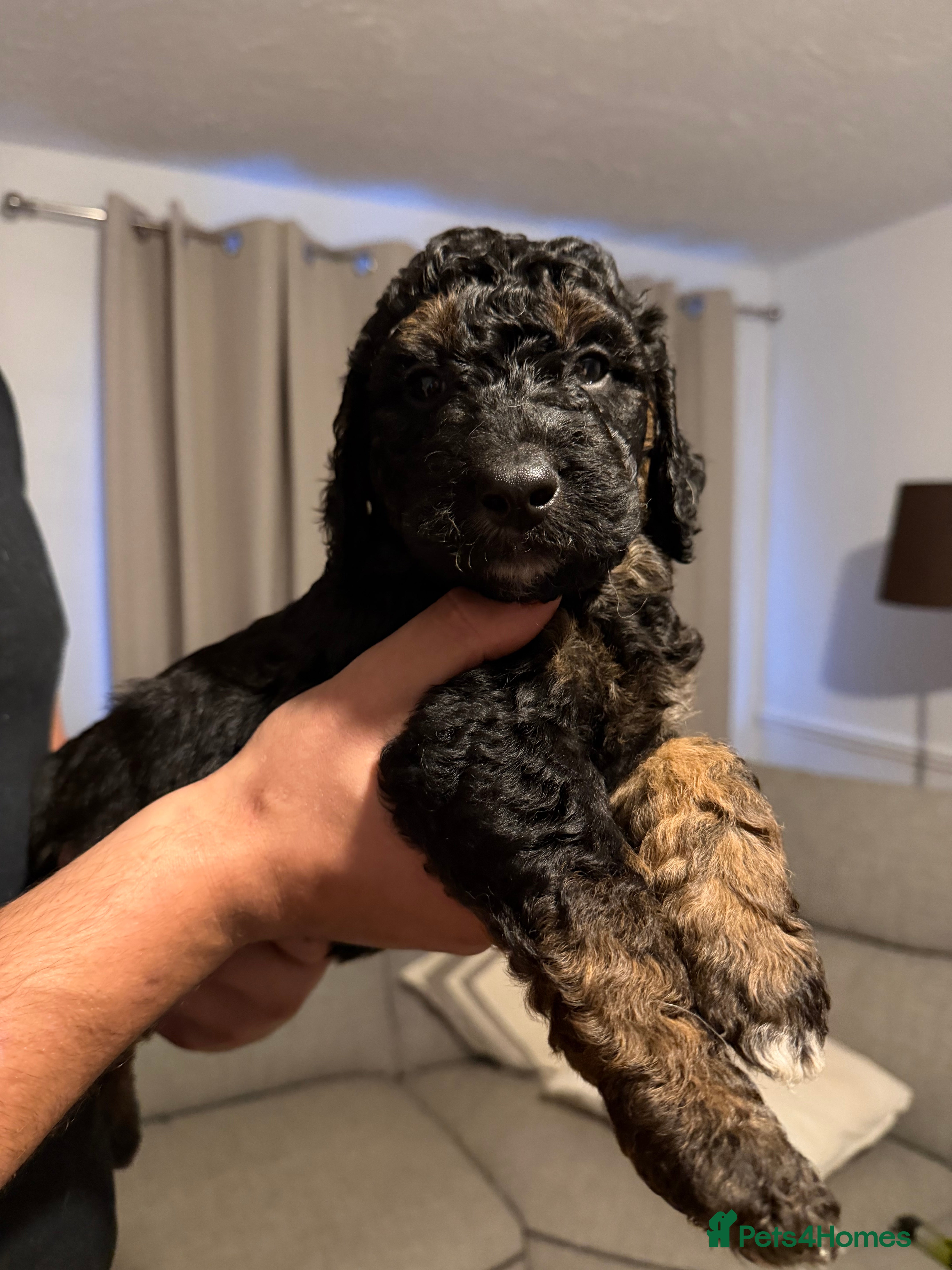 Mini Goldendoodle dogs F1b Mini Goldendoodle Puppies. Ready to Reserve 🤍 - Advert 2