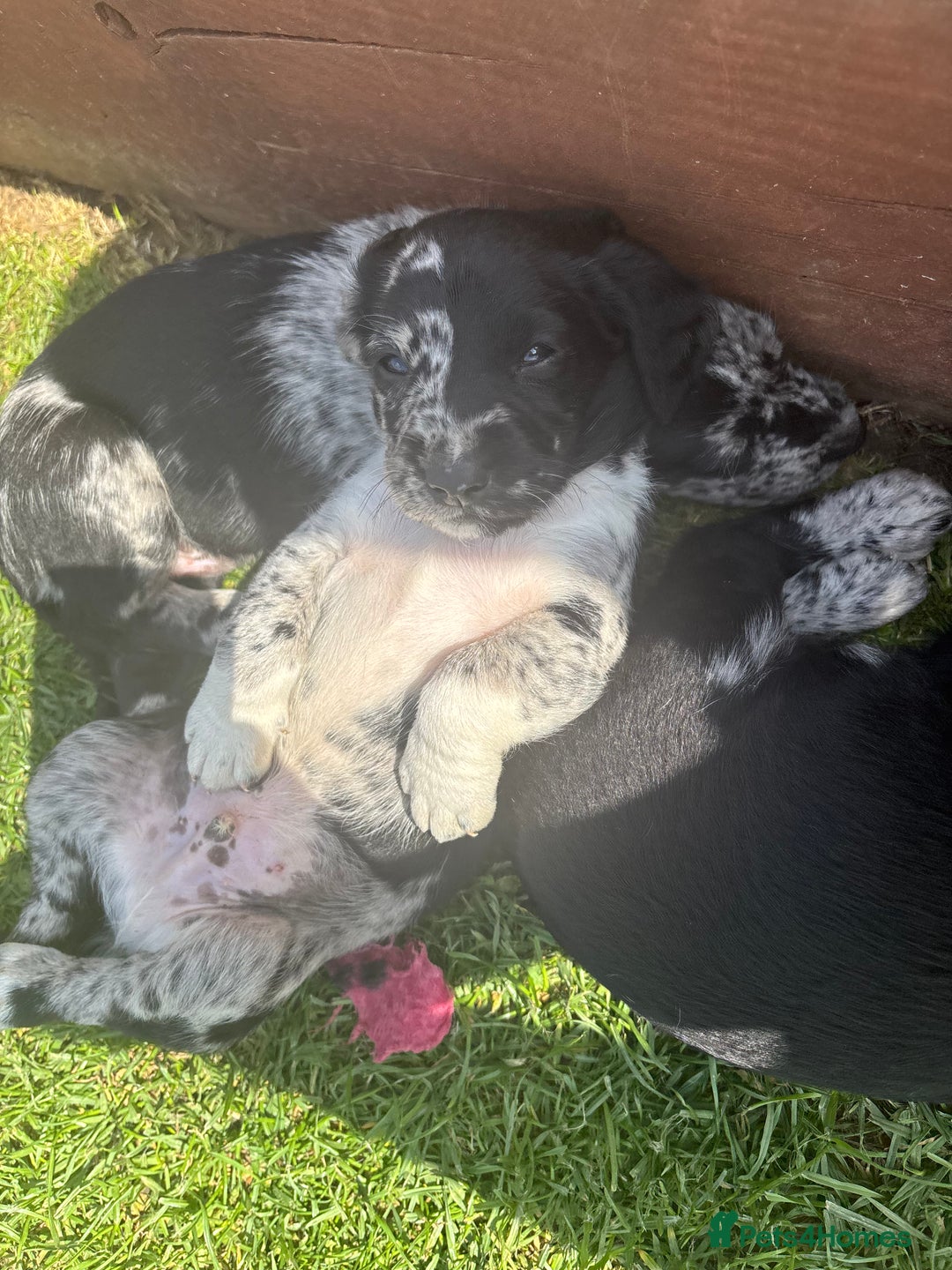 Cockerdor dogs for sale: Beautiful cockador puppys for sale  - Image 7