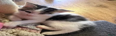 Domestic Shorthair 1