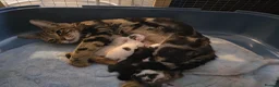 Mixed Breed cats for sale: Bengal cross - Advert 1