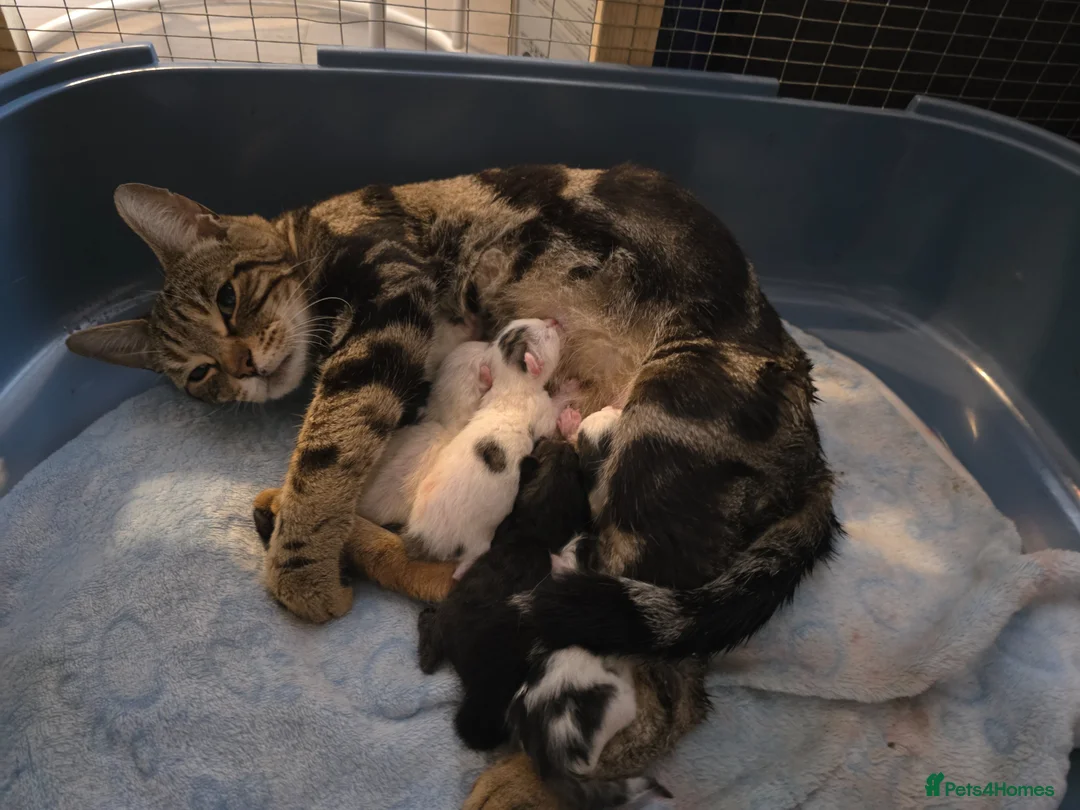 Mixed Breed cats for sale: Bengal cross - Advert 1