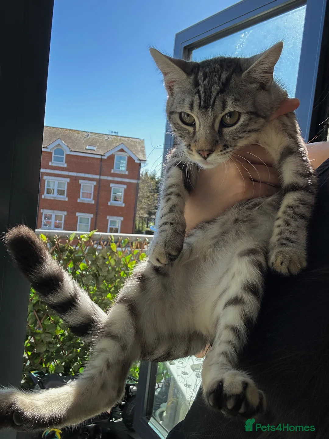 Bengal cats for sale: Silver bengal kitten for sale 🌸 in Eastbourne - Advert 2