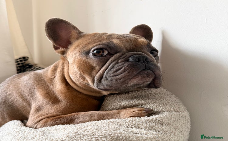 French Bulldog dogs Frenchie Male age 2.5  - Advert 2