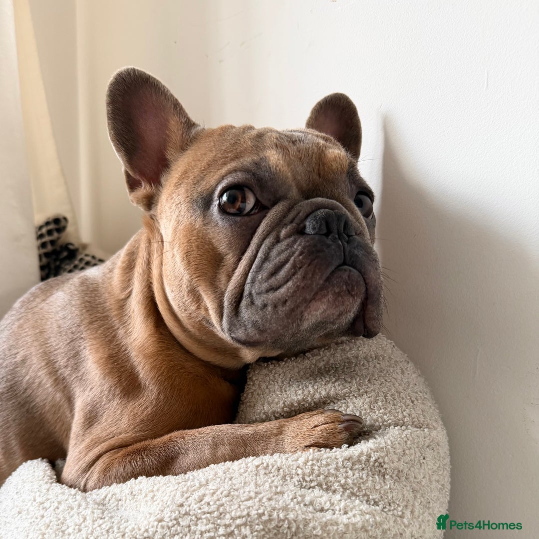 French Bulldog dogs for sale: Frenchie Male age 2.5  - Advert 1