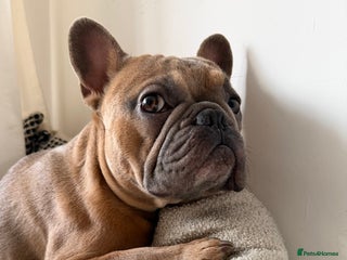 French Bulldog dogs Frenchie Male age 2.5 - Advert 2
