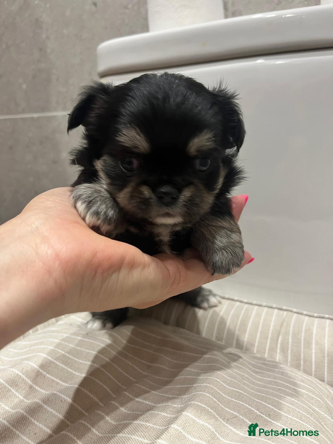 Chihuahua dogs for sale: 🩵💙 Very FLUFFY BOY Chihuahua 💙🩵 - Advert 6