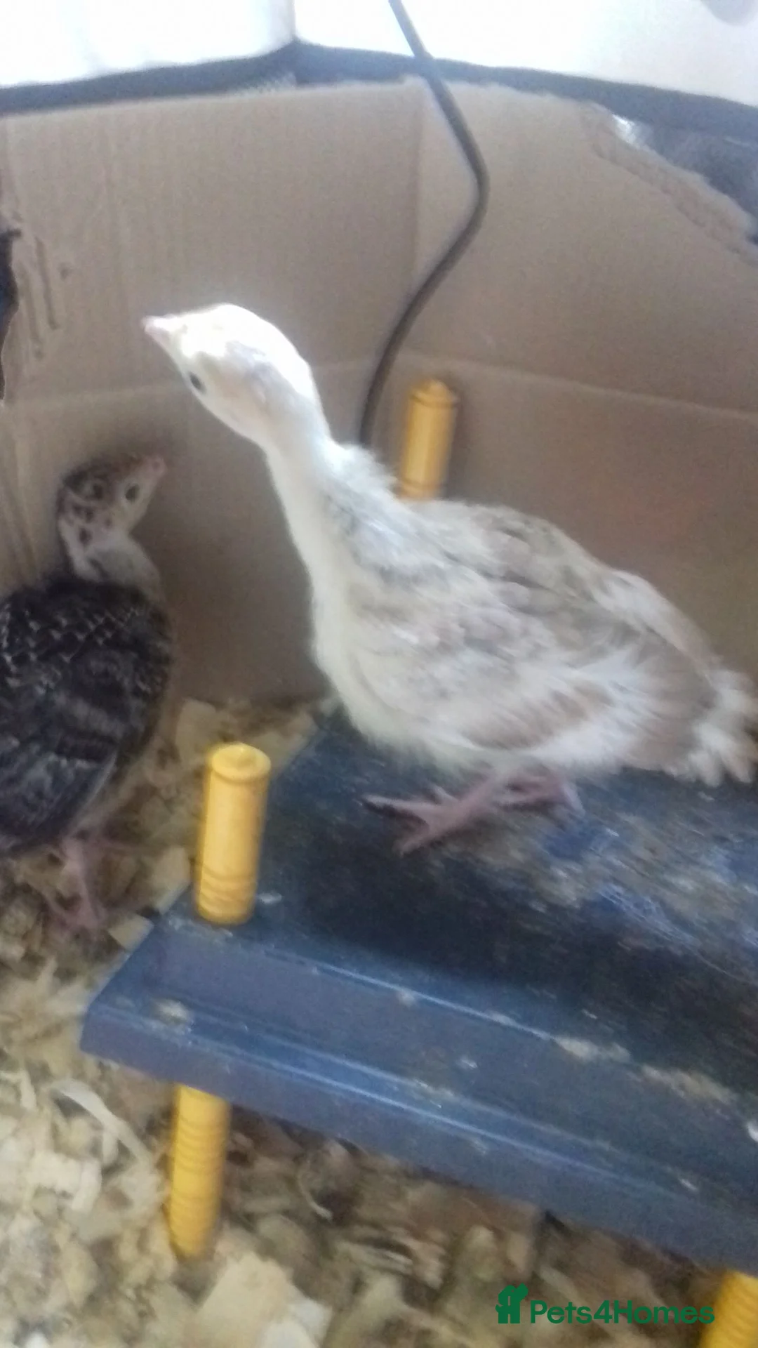 Turkeys poultry for sale: NORFOLK BRONZE TURKEY POULTS in Bolton - Advert 1