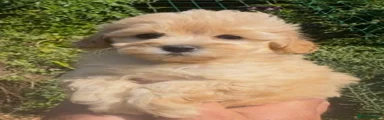 Maltipoo 1