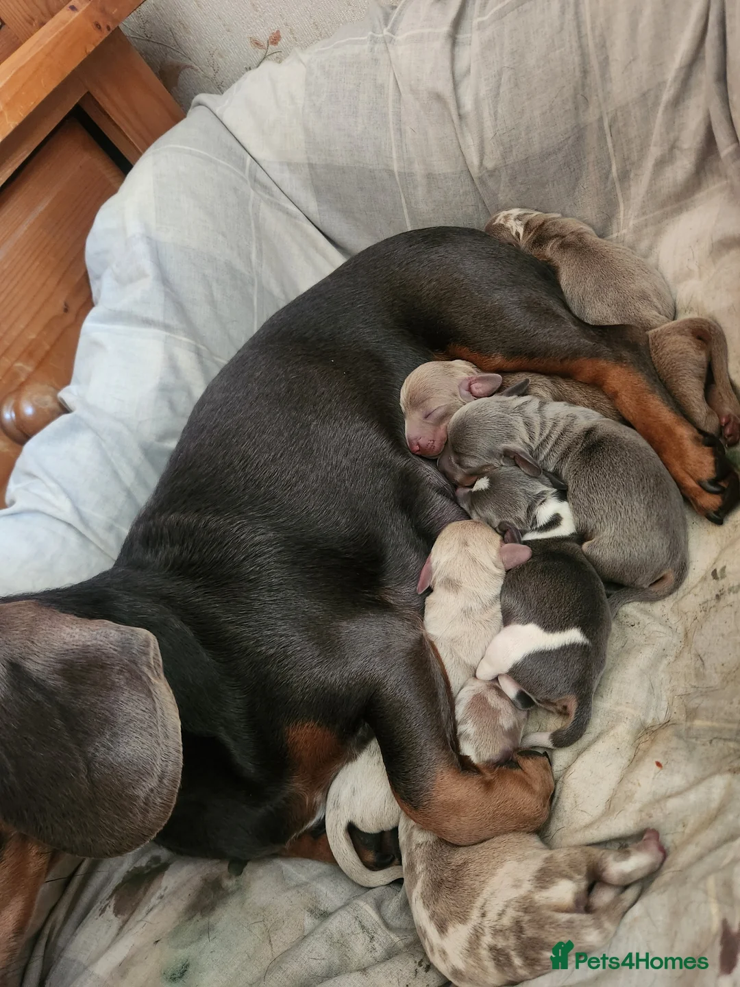 Miniature Dachshund dogs for sale: Miniature dachshund puppies - Advert 2