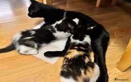 Mixed Breed cats for sale: 2 and half month old kittens for adoption! - Image 12