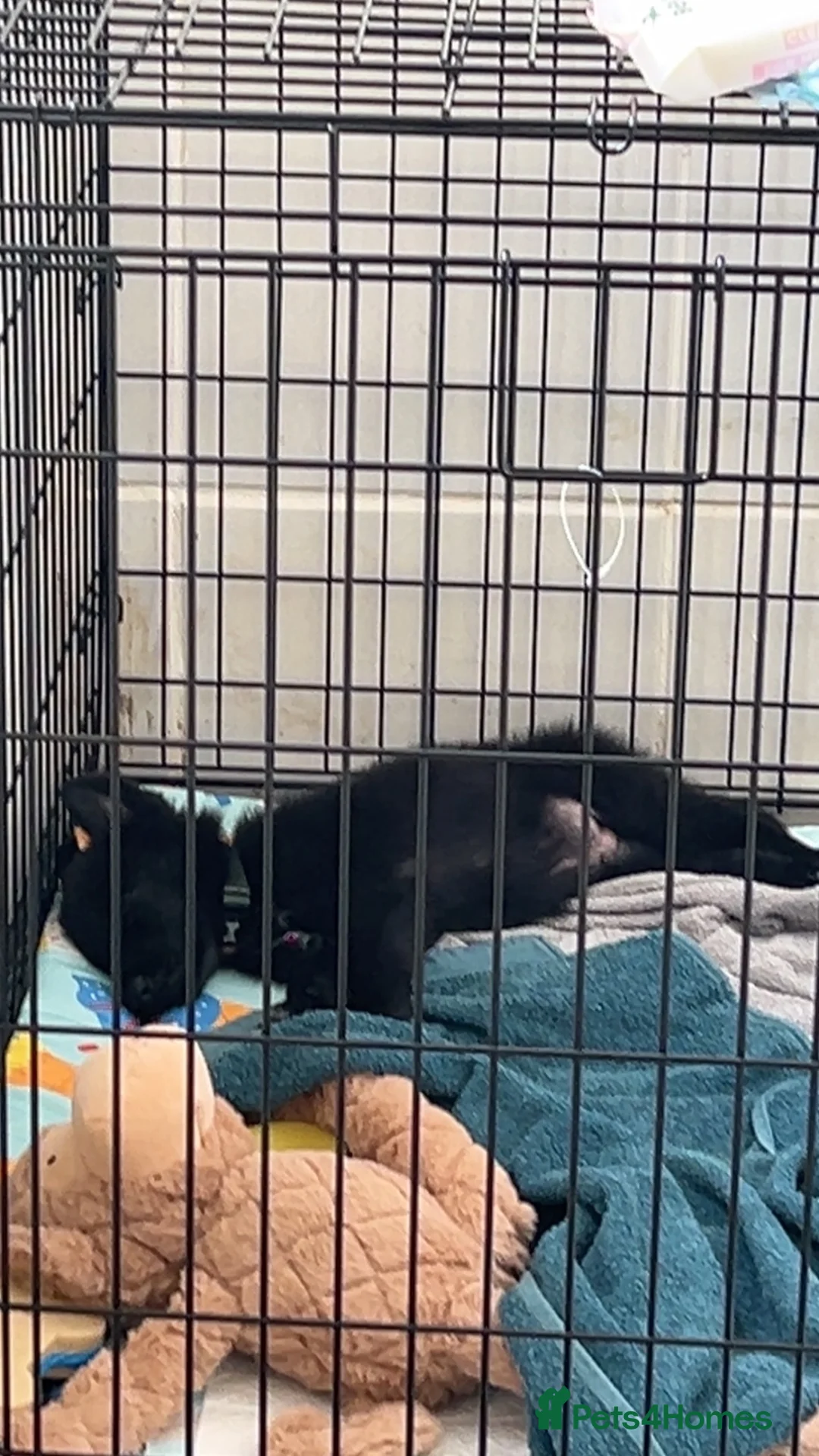 German Shepherd dogs for sale: GERMAN SHEPHERD PUPPY 1 MALE - Advert 5