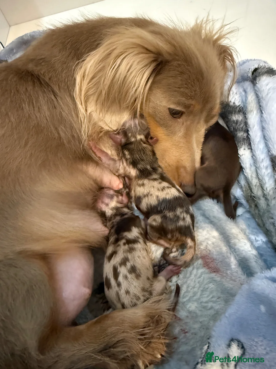 Miniature Dachshund dogs for sale: Beautiful Miniature dachshunds  - Advert 9