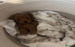 Miniature Poodle dogs for sale: Gorgeous apricot miniature poodle puppies - Image 9