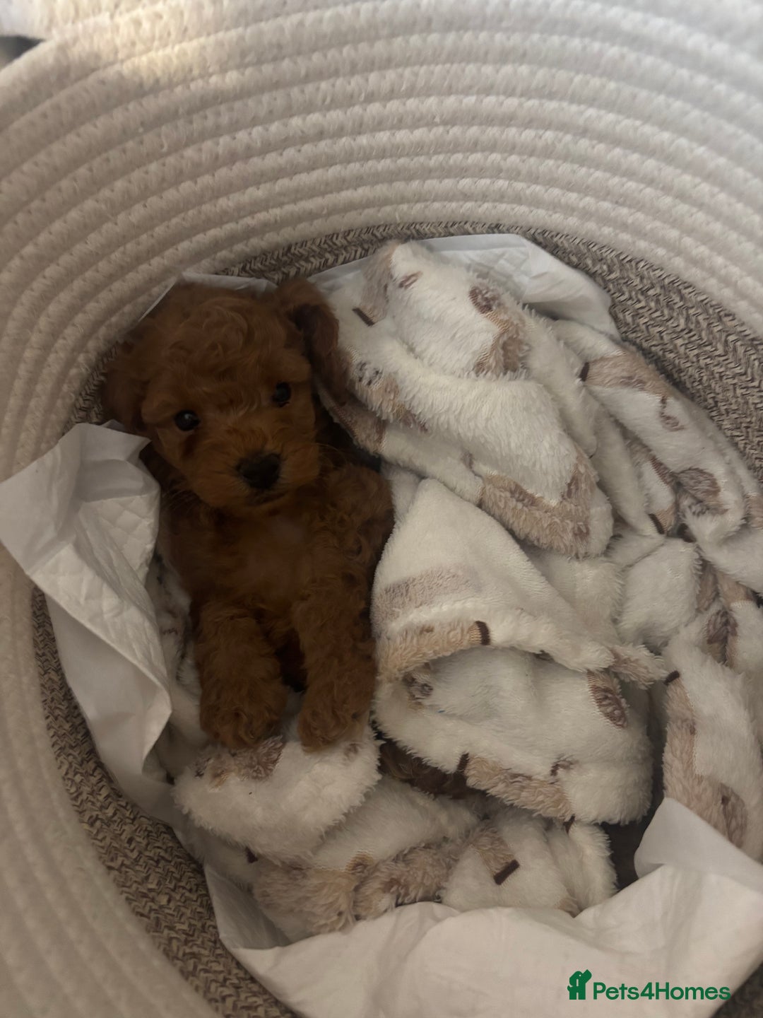 Miniature Poodle dogs for sale: Gorgeous apricot miniature poodle puppies - Image 9