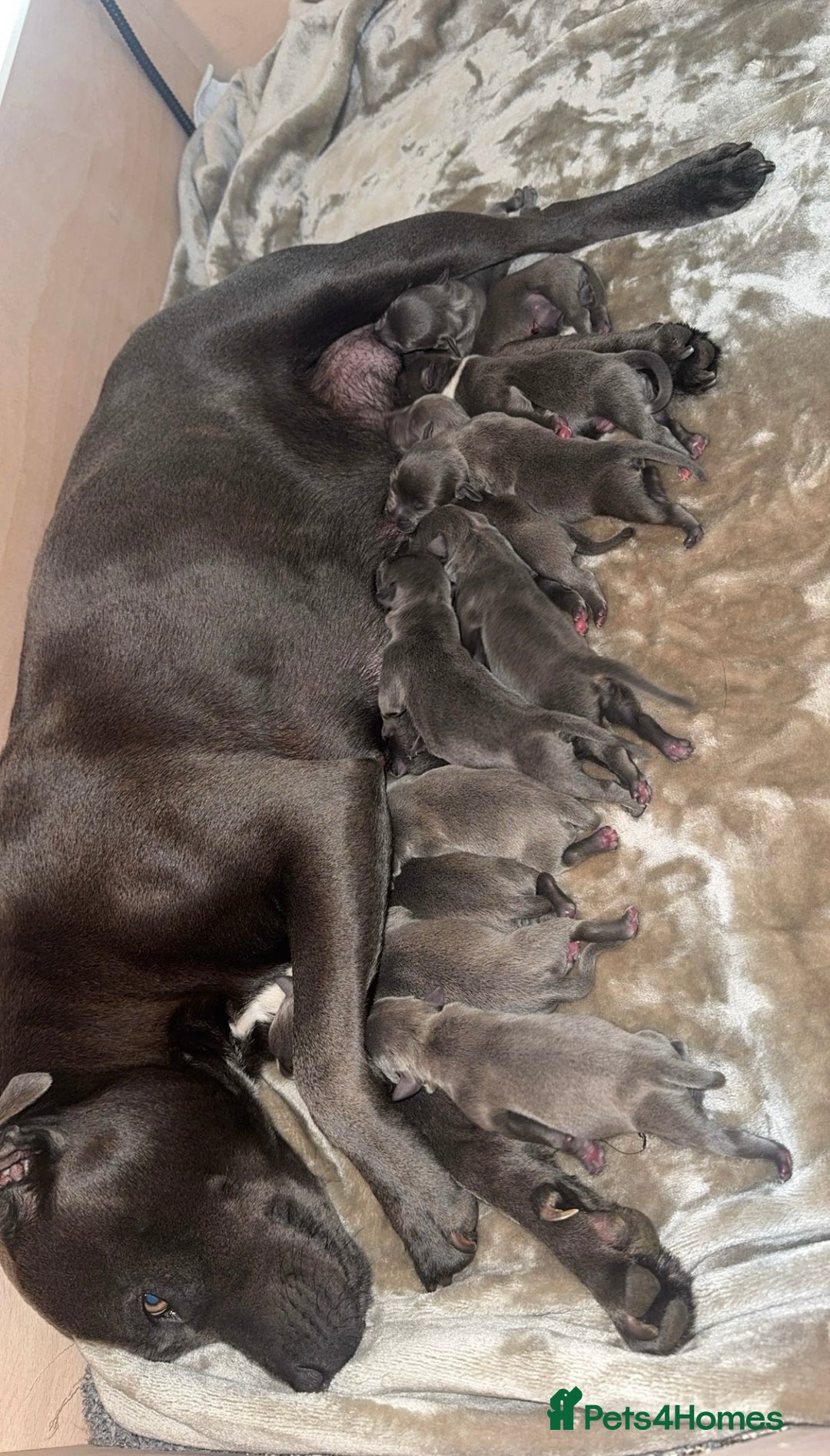 Staffordshire Bull Terrier dogs for sale: Blue staff puppies for sale  - Image 7