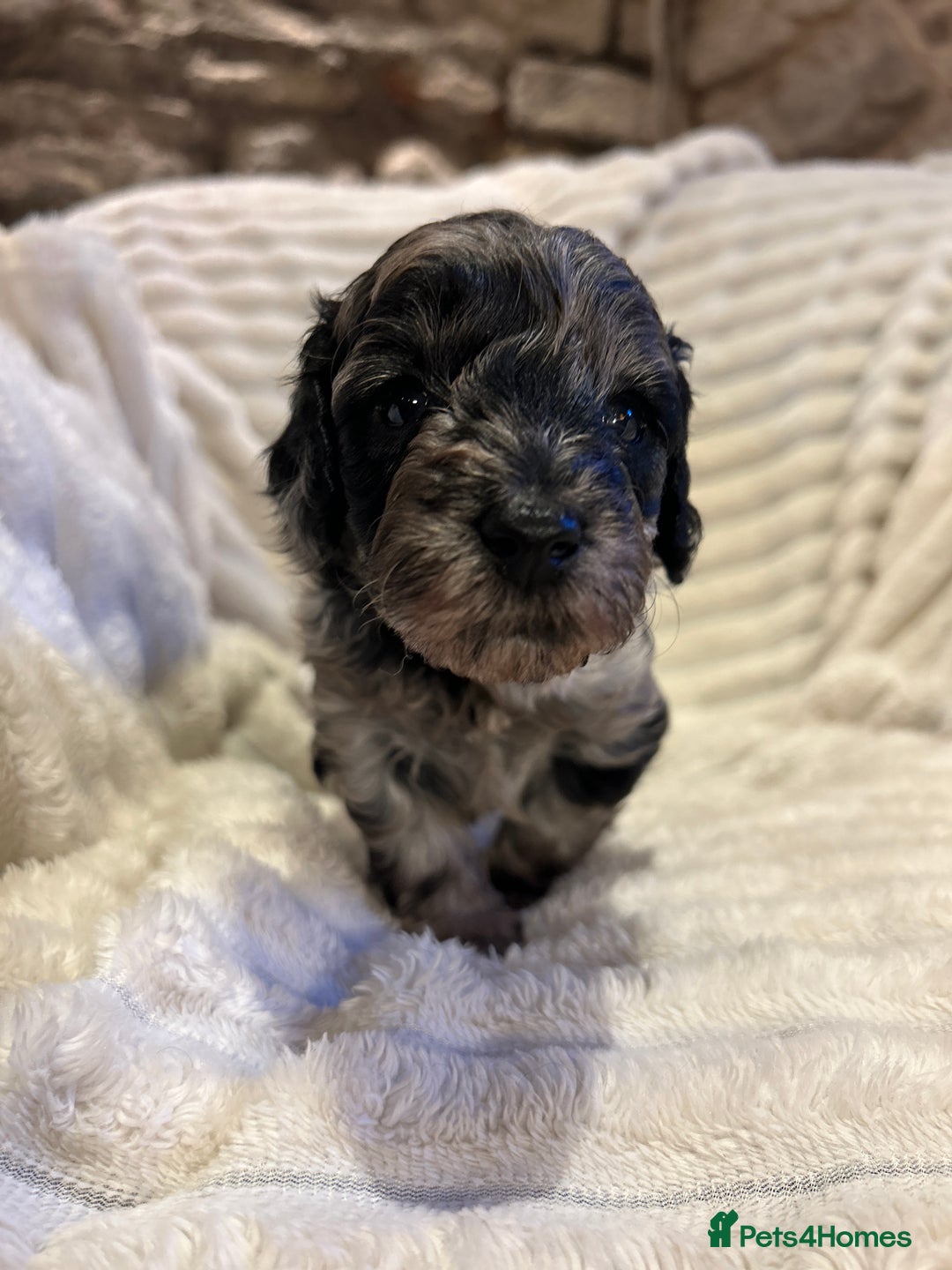 Cockapoo dogs for sale: Litter of 5 cockapoos for sale  - Advert 8
