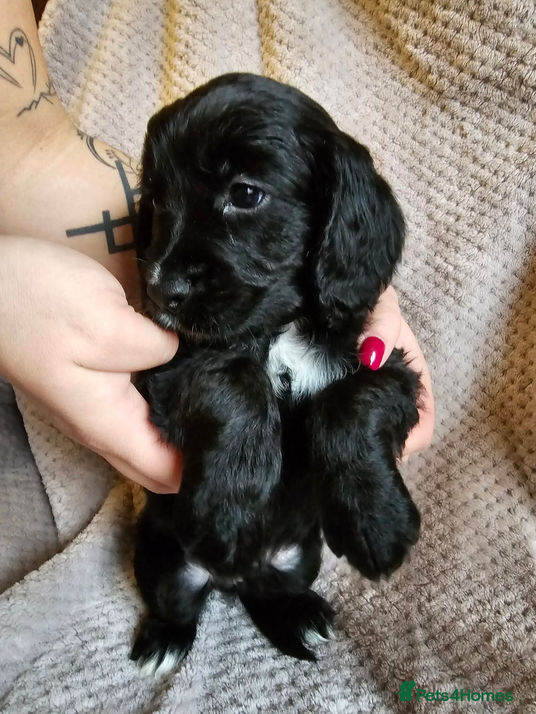 Sprocker dogs for sale: Sprocker Spaniel Puppies - Advert 8