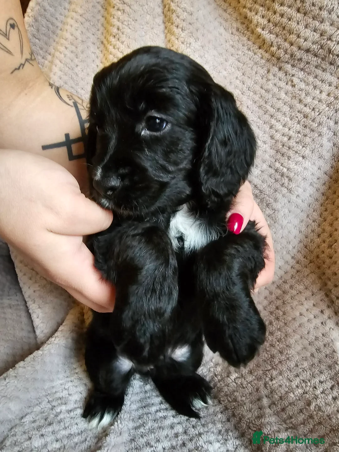 Sprocker dogs for sale: Sprocker Spaniel Puppies * only 1 left * - Advert 8