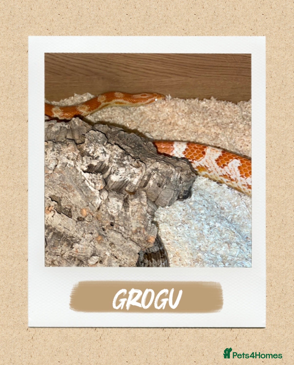 Corn Snake reptiles Male Corn Snake for Sale - Advert 1
