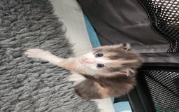 Maine Coon cats for sale: Maine Coon Kittens purebred – Reserve Now - Image 16