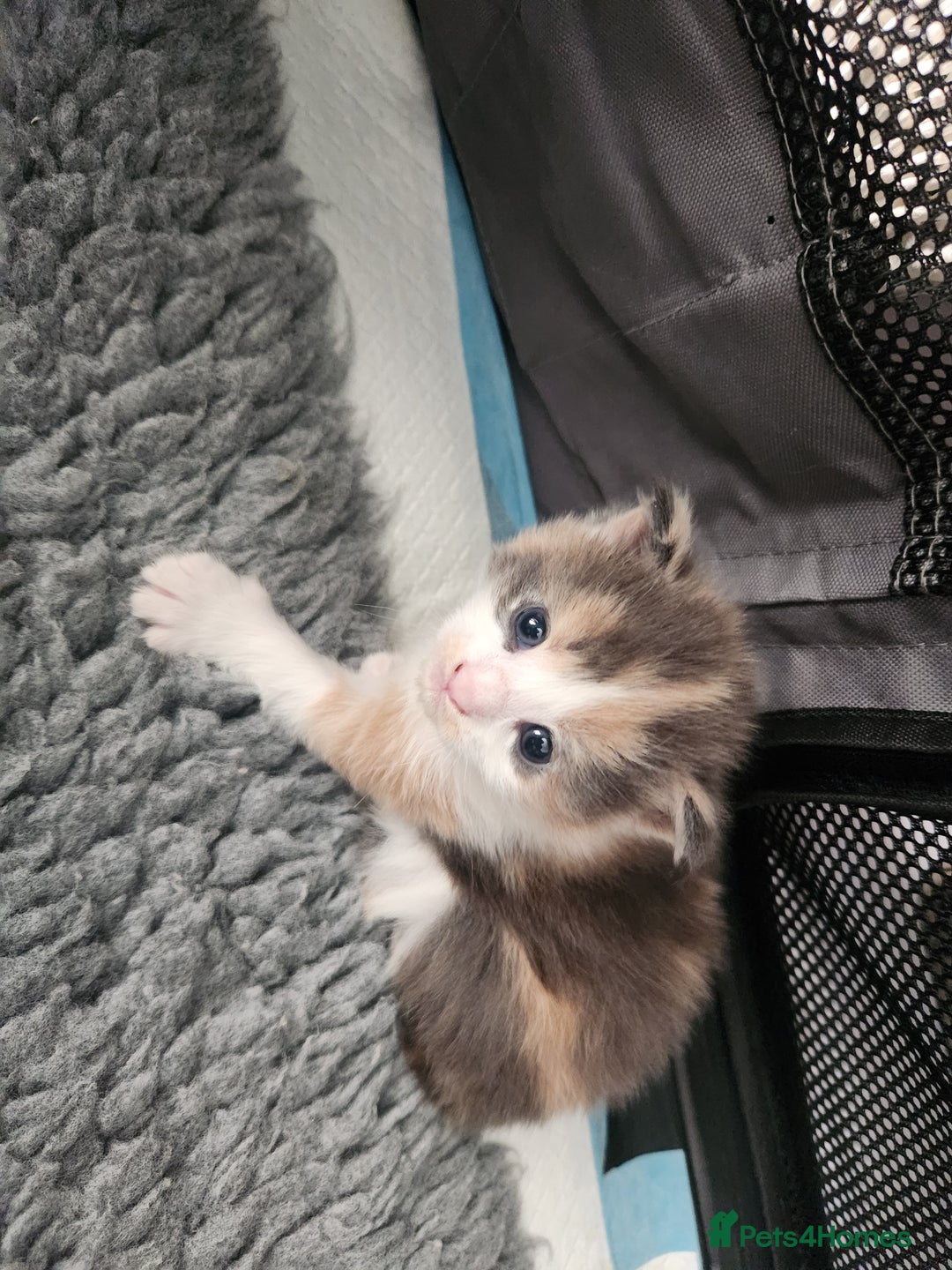 Maine Coon cats for sale: Maine Coon Kittens purebred – Reserve Now - Image 16
