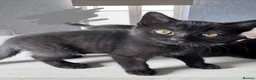 British Shorthair cats for sale: Beautiful British Shorthair Kittens - Advert 5