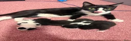 Mixed Breed cats for sale: 2 beautiful boys  - Advert 2