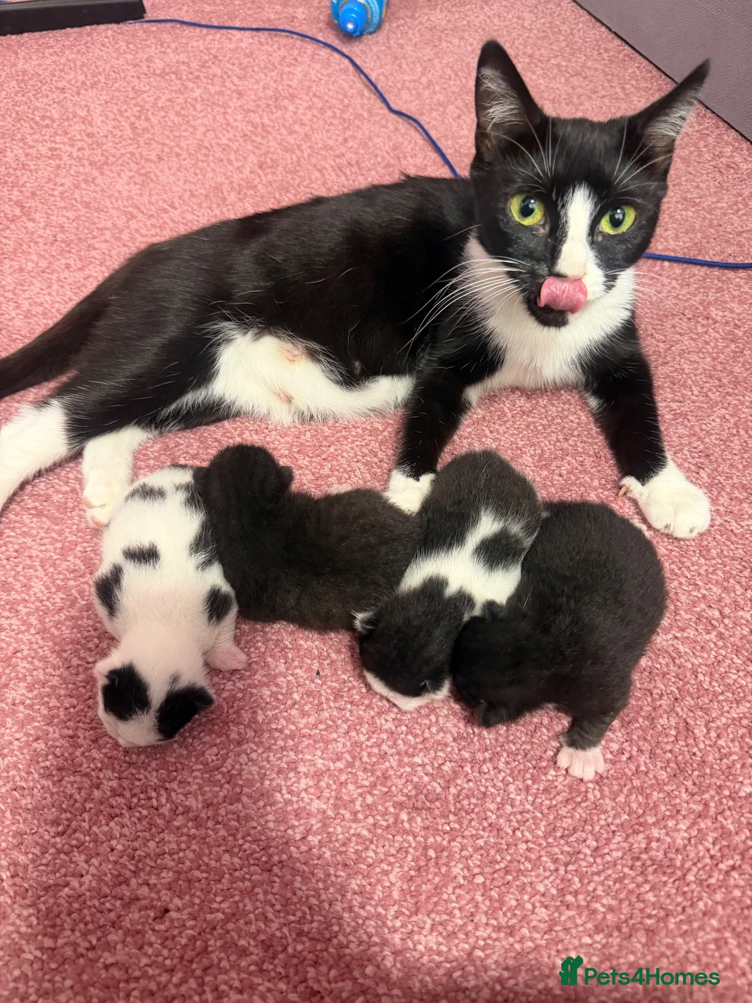 Mixed Breed cats for sale: 2 beautiful boys  - Advert 2