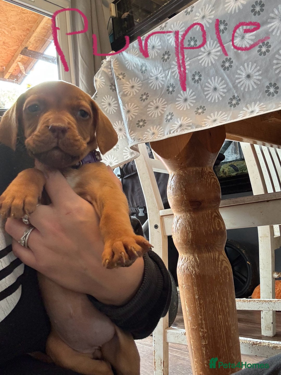 Mixed Breed dogs for sale: Dogue de bordeaux cross spaniel - Image 8