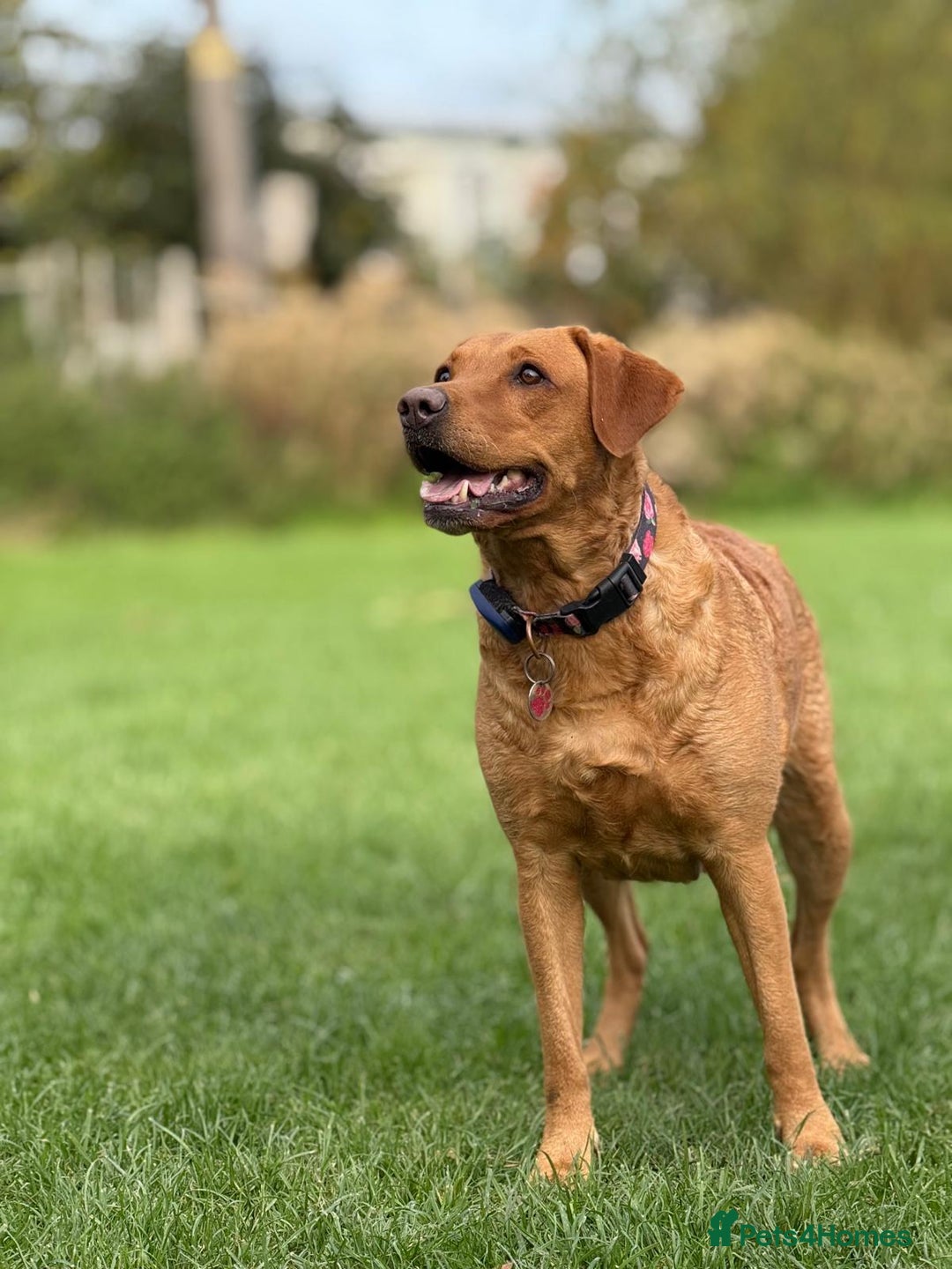 Labrador Retriever dogs for sale: KC Fox Red,Black,Yellow Labrador FTCH in lineage - Advert 7
