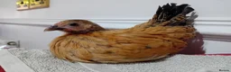 Chickens poultry for sale: Indoor Therapy Serama Hen -  Highly Tame - Advert 28