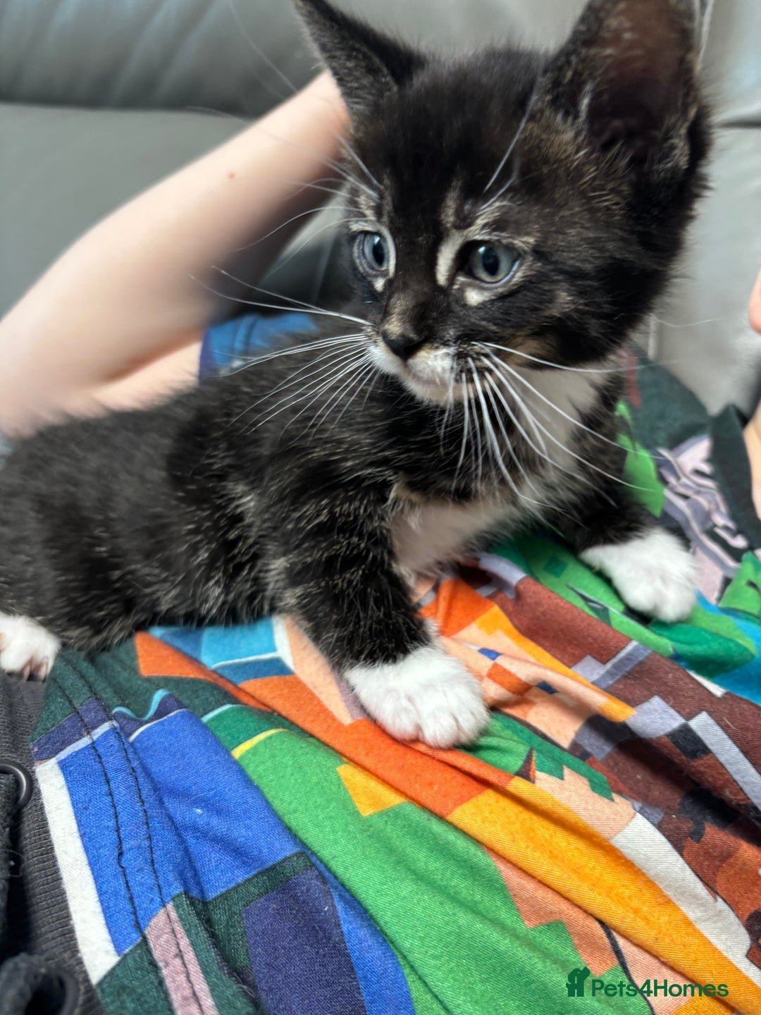 Maine Coon cats for sale: Super friendly fluffy Maine coon X Bengal kittens - Image 6