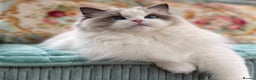 Ragdoll cats for sale: Stunning pet girl  - Advert 10