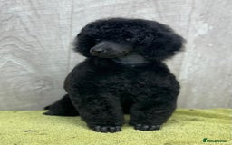 Miniature Poodle dogs for sale: Boys,Boys,Boys! Stunning Miniature Poodle Puppies - Advert 8
