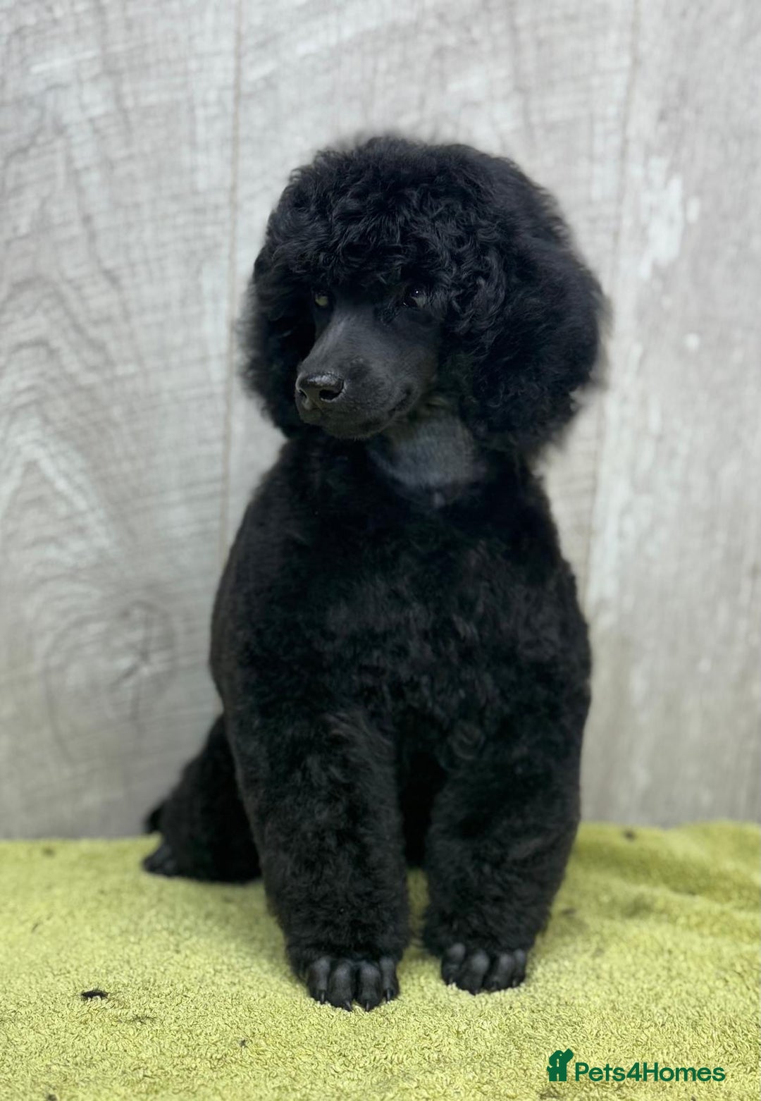 Miniature Poodle dogs for sale: Boys,Boys,Boys! Stunning Miniature Poodle Puppies - Advert 8
